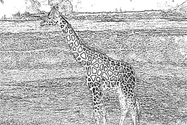 giraffa Pagine Di Culore Stampabile